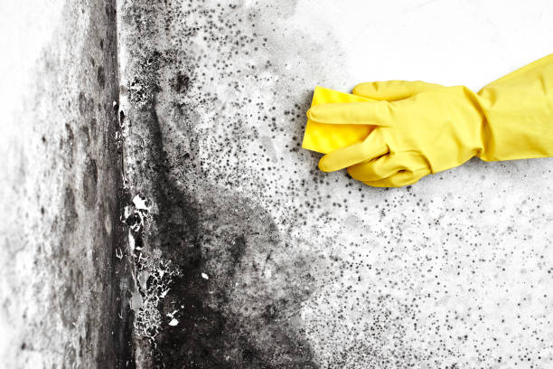 Best Commercial Mold Removal  in Etowah, TN