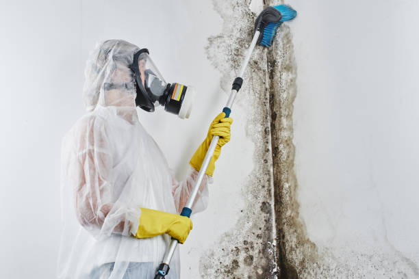 Best Commercial Mold Removal  in Etowah, TN