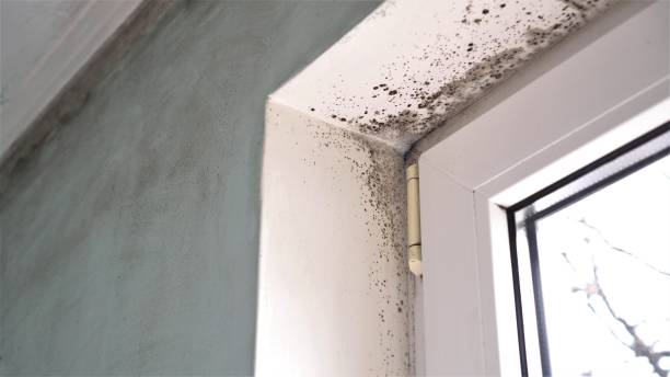 Mold Testing and Removal in Etowah, TN