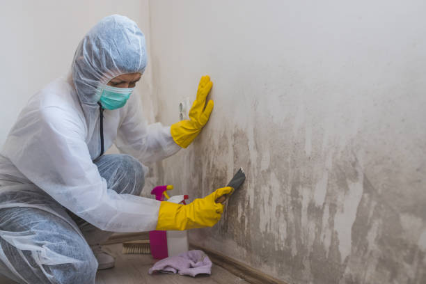 Best Toxic Mold Removal  in Etowah, TN