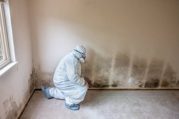 Best Attic Mold Removal  in Etowah, TN