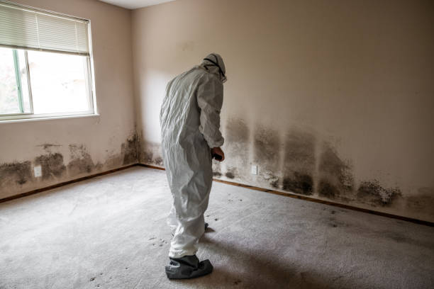 Attic Mold Removal in Etowah, TN