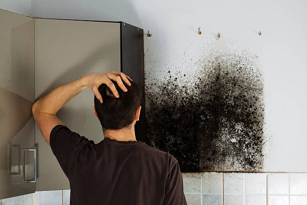 Best Certified Mold Removal  in Etowah, TN