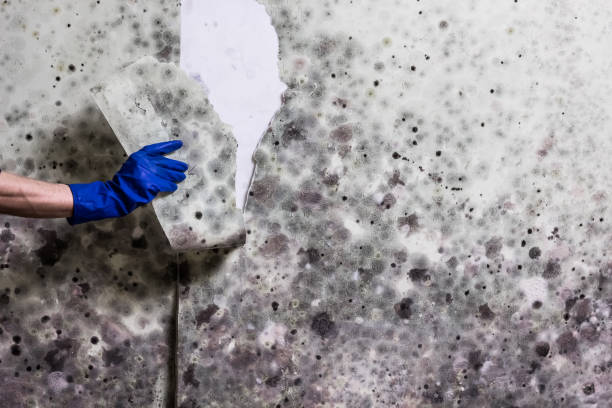 Best Fast Mold Removal  in Etowah, TN