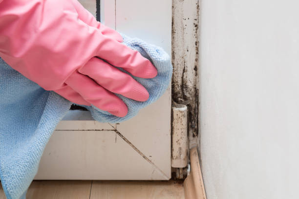 Best Office Mold Removal Services  in Etowah, TN