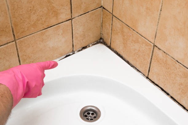 Best Professional Mold Removal  in Etowah, TN