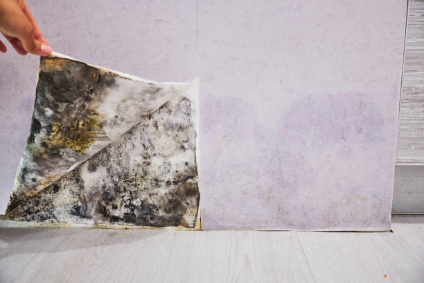 Best Mold Damage Repair  in Etowah, TN